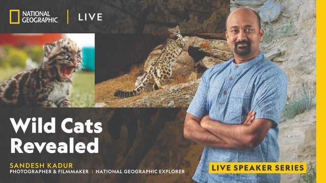 National Geographic Live - Wild Cats Revealed